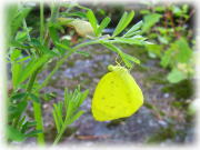 $B4D6-%$%a!<%8(BPhoto