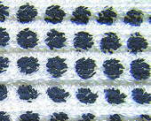 $B%7%j%+%V%i%C%/!!%W%j%s%HLL%